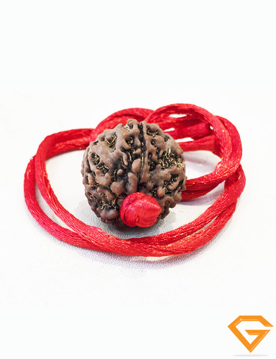 5 Mukhi Natural Certified Rudraksha Pendant Size- 21 mm
